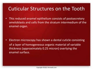 Cuticular Structures on the Tooth
• This reduced enamel epithelium consists of postsecretory
ameloblasts and cells from the stratum intermedium of the
enamel organ.
• Electron microscopy has shown a dental cuticle consisting
of a layer of homogeneous organic material of variable
thickness (approximately 0.25 micron) overlying the
enamel surface.
Copyright ©2021 Periowiki.com
 