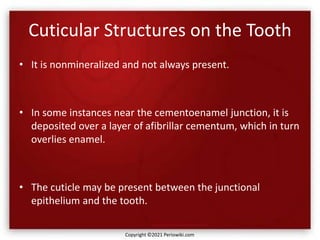 Cuticular Structures on the Tooth
• It is nonmineralized and not always present.
• In some instances near the cementoenamel junction, it is
deposited over a layer of afibrillar cementum, which in turn
overlies enamel.
• The cuticle may be present between the junctional
epithelium and the tooth.
Copyright ©2021 Periowiki.com
 