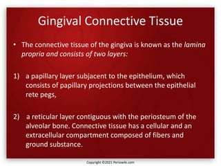 Gingival Connective Tissue
• The connective tissue of the gingiva is known as the lamina
propria and consists of two layers:
1) a papillary layer subjacent to the epithelium, which
consists of papillary projections between the epithelial
rete pegs,
2) a reticular layer contiguous with the periosteum of the
alveolar bone. Connective tissue has a cellular and an
extracellular compartment composed of fibers and
ground substance.
Copyright ©2021 Periowiki.com
 