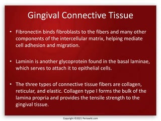 Gingival Connective Tissue
• Fibronectin binds fibroblasts to the fibers and many other
components of the intercellular matrix, helping mediate
cell adhesion and migration.
• Laminin is another glycoprotein found in the basal laminae,
which serves to attach it to epithelial cells.
• The three types of connective tissue fibers are collagen,
reticular, and elastic. Collagen type I forms the bulk of the
lamina propria and provides the tensile strength to the
gingival tissue.
Copyright ©2021 Periowiki.com
 
