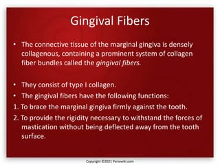 Gingival Fibers
• The connective tissue of the marginal gingiva is densely
collagenous, containing a prominent system of collagen
fiber bundles called the gingival fibers.
• They consist of type I collagen.
• The gingival fibers have the following functions:
1. To brace the marginal gingiva firmly against the tooth.
2. To provide the rigidity necessary to withstand the forces of
mastication without being deflected away from the tooth
surface.
Copyright ©2021 Periowiki.com
 
