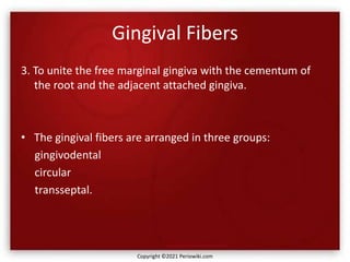 Gingival Fibers
3. To unite the free marginal gingiva with the cementum of
the root and the adjacent attached gingiva.
• The gingival fibers are arranged in three groups:
gingivodental
circular
transseptal.
Copyright ©2021 Periowiki.com
 