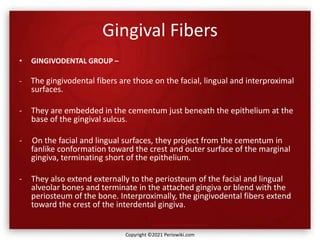 Gingival Fibers
• GINGIVODENTAL GROUP –
- The gingivodental fibers are those on the facial, lingual and interproximal
surfaces.
- They are embedded in the cementum just beneath the epithelium at the
base of the gingival sulcus.
- On the facial and lingual surfaces, they project from the cementum in
fanlike conformation toward the crest and outer surface of the marginal
gingiva, terminating short of the epithelium.
- They also extend externally to the periosteum of the facial and lingual
alveolar bones and terminate in the attached gingiva or blend with the
periosteum of the bone. Interproximally, the gingivodental fibers extend
toward the crest of the interdental gingiva.
Copyright ©2021 Periowiki.com
 