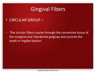 Gingival Fibers
• CIRCULAR GROUP –
- The circular fibers course through the connective tissue of
the marginal and interdental gingivae and encircle the
tooth in ringlike fashion.
Copyright ©2021 Periowiki.com
 