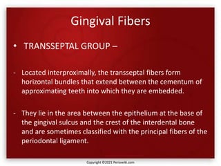 Gingival Fibers
• TRANSSEPTAL GROUP –
- Located interproximally, the transseptal fibers form
horizontal bundles that extend between the cementum of
approximating teeth into which they are embedded.
- They lie in the area between the epithelium at the base of
the gingival sulcus and the crest of the interdental bone
and are sometimes classified with the principal fibers of the
periodontal ligament.
Copyright ©2021 Periowiki.com
 