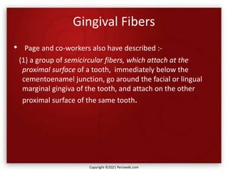 Gingival Fibers
• Page and co-workers also have described :-
(1) a group of semicircular fibers, which attach at the
proximal surface of a tooth, immediately below the
cementoenamel junction, go around the facial or lingual
marginal gingiva of the tooth, and attach on the other
proximal surface of the same tooth.
Copyright ©2021 Periowiki.com
 