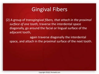 Gingival Fibers
(2) A group of transgingival fibers, that attach in the proximal
surface of one tooth, traverse the interdental space
diagonally, go around the facial or lingual surface of the
adjacent tooth,
again traverse diagonally the interdental
space, and attach in the proximal surface of the next tooth.
Copyright ©2021 Periowiki.com
 