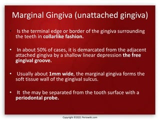 Marginal Gingiva (unattached gingiva)
• Is the terminal edge or border of the gingiva surrounding
the teeth in collarlike fashion.
• In about 50% of cases, it is demarcated from the adjacent
attached gingiva by a shallow linear depression the free
gingival groove.
• Usually about 1mm wide, the marginal gingiva forms the
soft tissue wall of the gingival sulcus.
• It the may be separated from the tooth surface with a
periodontal probe.
Copyright ©2021 Periowiki.com
 