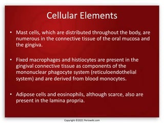 Cellular Elements
• Mast cells, which are distributed throughout the body, are
numerous in the connective tissue of the oral mucosa and
the gingiva.
• Fixed macrophages and histiocytes are present in the
gingival connective tissue as components of the
mononuclear phagocyte system (reticuloendothelial
system) and are derived from blood monocytes.
• Adipose cells and eosinophils, although scarce, also are
present in the lamina propria.
Copyright ©2021 Periowiki.com
 