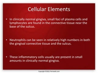 Cellular Elements
• In clinically normal gingiva, small foci of plasma cells and
lymphocytes are found in the connective tissue near the
base of the sulcus.
• Neutrophils can be seen in relatively high numbers in both
the gingival connective tissue and the sulcus.
• These inflammatory cells usually are present in small
amounts in clinically normal gingiva.
Copyright ©2021 Periowiki.com
 