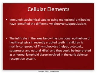 Cellular Elements
• Immunohistochemical studies using monoclonal antibodies
have identified the different lymphocyte subpopulations.
• The infiltrate in the area below the junctional epithelium of
healthy gingiva in recently erupted teeth in children is
mainly composed of T-lymphocytes (helper, cytotoxic,
suppressor and natural killer) and thus could be interpreted
as a normal lymphoid tissue involved in the early defense
recognition system.
Copyright ©2021 Periowiki.com
 