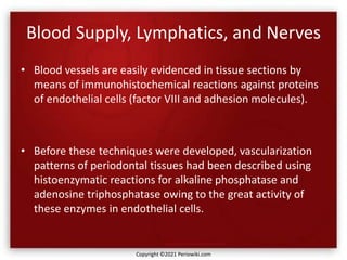 Blood Supply, Lymphatics, and Nerves
• Blood vessels are easily evidenced in tissue sections by
means of immunohistochemical reactions against proteins
of endothelial cells (factor VIII and adhesion molecules).
• Before these techniques were developed, vascularization
patterns of periodontal tissues had been described using
histoenzymatic reactions for alkaline phosphatase and
adenosine triphosphatase owing to the great activity of
these enzymes in endothelial cells.
Copyright ©2021 Periowiki.com
 