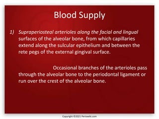 Blood Supply
1) Supraperiosteal arterioles along the facial and lingual
surfaces of the alveolar bone, from which capillaries
extend along the sulcular epithelium and between the
rete pegs of the external gingival surface.
Occasional branches of the arterioles pass
through the alveolar bone to the periodontal ligament or
run over the crest of the alveolar bone.
Copyright ©2021 Periowiki.com
 