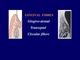THE GINGIVA.ppt