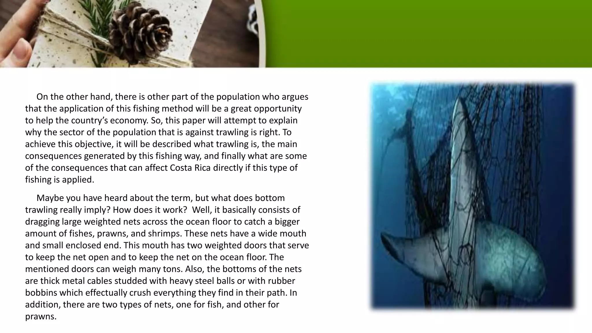 On the other hand, there is other part of the population who argues
that the application of this fishing method will be a great opportunity
to help the country’s economy. So, this paper will attempt to explain
why the sector of the population that is against trawling is right. To
achieve this objective, it will be described what trawling is, the main
consequences generated by this fishing way, and finally what are some
of the consequences that can affect Costa Rica directly if this type of
fishing is applied.
Maybe you have heard about the term, but what does bottom
trawling really imply? How does it work? Well, it basically consists of
dragging large weighted nets across the ocean floor to catch a bigger
amount of fishes, prawns, and shrimps. These nets have a wide mouth
and small enclosed end. This mouth has two weighted doors that serve
to keep the net open and to keep the net on the ocean floor. The
mentioned doors can weigh many tons. Also, the bottoms of the nets
are thick metal cables studded with heavy steel balls or with rubber
bobbins which effectually crush everything they find in their path. In
addition, there are two types of nets, one for fish, and other for
prawns.
 