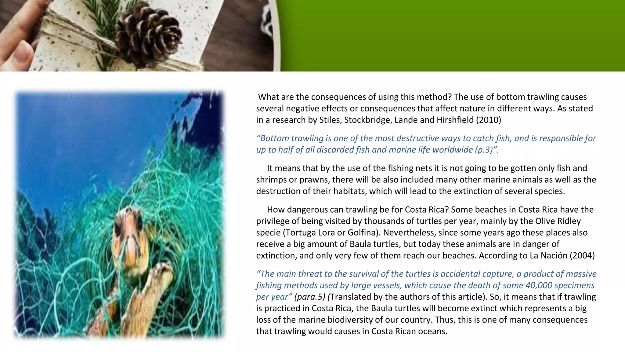 What are the consequences of using this method? The use of bottom trawling causes
several negative effects or consequences that affect nature in different ways. As stated
in a research by Stiles, Stockbridge, Lande and Hirshfield (2010)
“Bottom trawling is one of the most destructive ways to catch fish, and is responsible for
up to half of all discarded fish and marine life worldwide (p.3)”.
It means that by the use of the fishing nets it is not going to be gotten only fish and
shrimps or prawns, there will be also included many other marine animals as well as the
destruction of their habitats, which will lead to the extinction of several species.
How dangerous can trawling be for Costa Rica? Some beaches in Costa Rica have the
privilege of being visited by thousands of turtles per year, mainly by the Olive Ridley
specie (Tortuga Lora or Golfina). Nevertheless, since some years ago these places also
receive a big amount of Baula turtles, but today these animals are in danger of
extinction, and only very few of them reach our beaches. According to La Nación (2004)
“The main threat to the survival of the turtles is accidental capture, a product of massive
fishing methods used by large vessels, which cause the death of some 40,000 specimens
per year” (para.5) (Translated by the authors of this article). So, it means that if trawling
is practiced in Costa Rica, the Baula turtles will become extinct which represents a big
loss of the marine biodiversity of our country. Thus, this is one of many consequences
that trawling would causes in Costa Rican oceans.
 