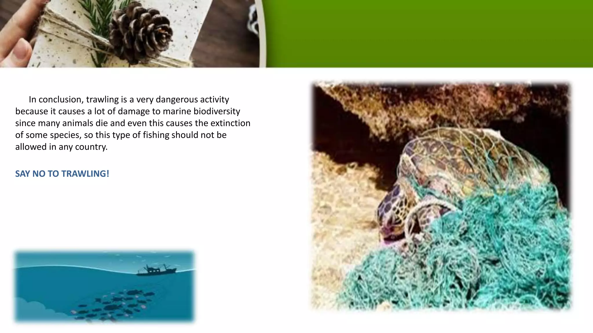 In conclusion, trawling is a very dangerous activity
because it causes a lot of damage to marine biodiversity
since many animals die and even this causes the extinction
of some species, so this type of fishing should not be
allowed in any country.
SAY NO TO TRAWLING!
 