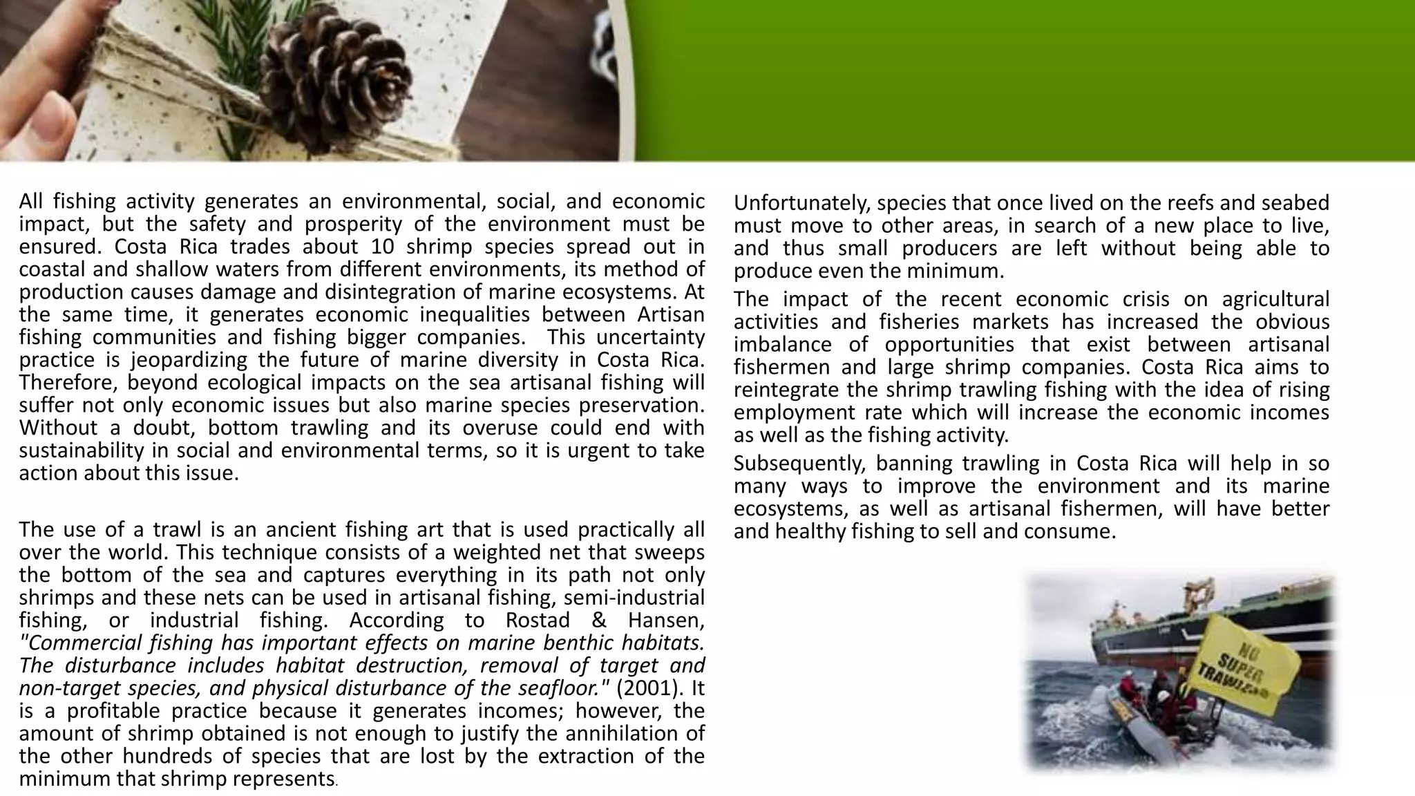 All fishing activity generates an environmental, social, and economic
impact, but the safety and prosperity of the environment must be
ensured. Costa Rica trades about 10 shrimp species spread out in
coastal and shallow waters from different environments, its method of
production causes damage and disintegration of marine ecosystems. At
the same time, it generates economic inequalities between Artisan
fishing communities and fishing bigger companies. This uncertainty
practice is jeopardizing the future of marine diversity in Costa Rica.
Therefore, beyond ecological impacts on the sea artisanal fishing will
suffer not only economic issues but also marine species preservation.
Without a doubt, bottom trawling and its overuse could end with
sustainability in social and environmental terms, so it is urgent to take
action about this issue.
The use of a trawl is an ancient fishing art that is used practically all
over the world. This technique consists of a weighted net that sweeps
the bottom of the sea and captures everything in its path not only
shrimps and these nets can be used in artisanal fishing, semi-industrial
fishing, or industrial fishing. According to Rostad & Hansen,
"Commercial fishing has important effects on marine benthic habitats.
The disturbance includes habitat destruction, removal of target and
non-target species, and physical disturbance of the seafloor." (2001). It
is a profitable practice because it generates incomes; however, the
amount of shrimp obtained is not enough to justify the annihilation of
the other hundreds of species that are lost by the extraction of the
minimum that shrimp represents.
Unfortunately, species that once lived on the reefs and seabed
must move to other areas, in search of a new place to live,
and thus small producers are left without being able to
produce even the minimum.
The impact of the recent economic crisis on agricultural
activities and fisheries markets has increased the obvious
imbalance of opportunities that exist between artisanal
fishermen and large shrimp companies. Costa Rica aims to
reintegrate the shrimp trawling fishing with the idea of rising
employment rate which will increase the economic incomes
as well as the fishing activity.
Subsequently, banning trawling in Costa Rica will help in so
many ways to improve the environment and its marine
ecosystems, as well as artisanal fishermen, will have better
and healthy fishing to sell and consume.
 