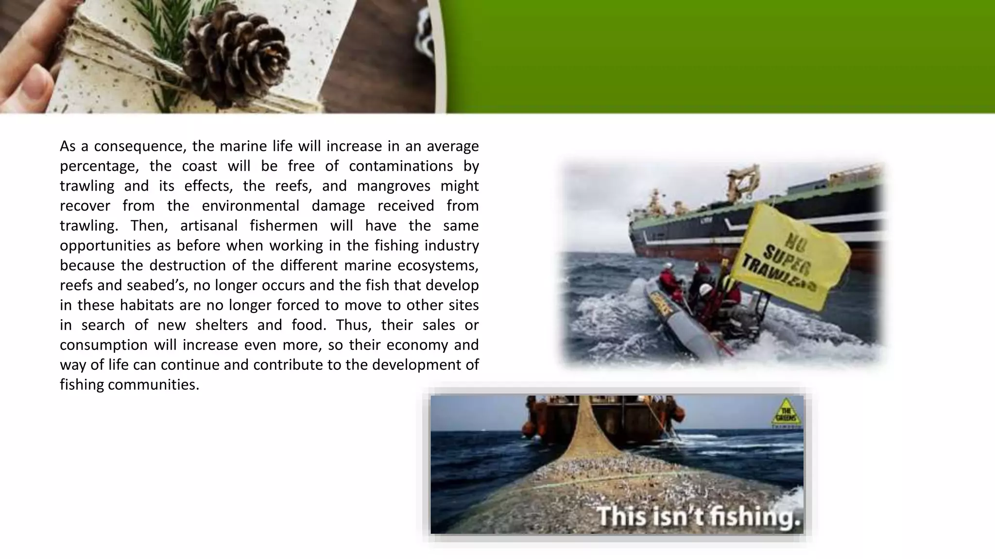 As a consequence, the marine life will increase in an average
percentage, the coast will be free of contaminations by
trawling and its effects, the reefs, and mangroves might
recover from the environmental damage received from
trawling. Then, artisanal fishermen will have the same
opportunities as before when working in the fishing industry
because the destruction of the different marine ecosystems,
reefs and seabed’s, no longer occurs and the fish that develop
in these habitats are no longer forced to move to other sites
in search of new shelters and food. Thus, their sales or
consumption will increase even more, so their economy and
way of life can continue and contribute to the development of
fishing communities.
 