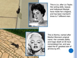 This is Liz, after Liz Taylor. Her acting skills, beauty and hollywood lifestyle have made her a legend, and has been married 8 times to 7 different men.This is Norma, named after Marilyn Monroe’s original name. Her comedic ability and tragic death at 36 have immortalised her, and was rated the 6th greatest star of all time by AFI. 