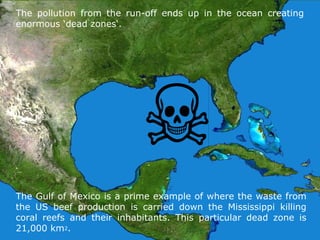 The pollution from the run-off ends up in the ocean creating
enormous ‘dead zones‘.
The Gulf of Mexico is a prime example of where the waste from
the US beef production is carried down the Mississippi killing
coral reefs and their inhabitants. This particular dead zone is
21,000 km2.
 