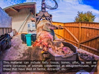 This material can include fatty tissue, bones, offal, as well as
entire carcasses of animals condemned at slaughterhouses, and
those that have died on farms, in transit, etc.
 