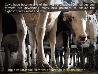 Cows have become one of the most profitable commodities and
farmers are developing many new practices to ensure the
highest quality meat and dairy.
But how far is too far when it comes to these practices?
 