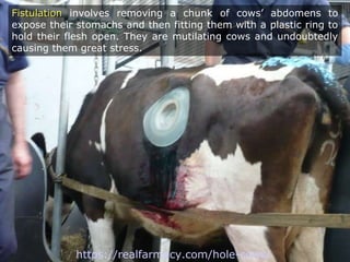 FistulationFistulation involves removing a chunk of cows’ abdomens to
expose their stomachs and then fitting them with a plastic ring to
hold their flesh open. They are mutilating cows and undoubtedly
causing them great stress.
https://realfarmacy.com/hole-cows/
 