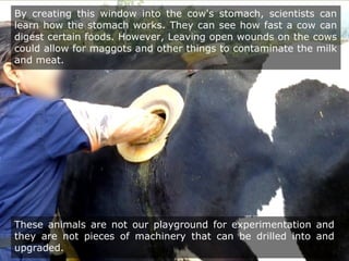By creating this window into the cow's stomach, scientists can
learn how the stomach works. They can see how fast a cow can
digest certain foods. However, Leaving open wounds on the cows
could allow for maggots and other things to contaminate the milk
and meat.
These animals are not our playground for experimentation and
they are not pieces of machinery that can be drilled into and
upgraded.
 