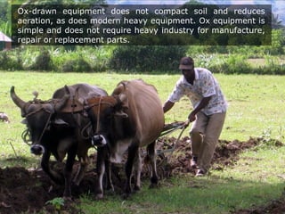 Ox-drawn equipment does not compact soil and reduces
aeration, as does modern heavy equipment. Ox equipment is
simple and does not require heavy industry for manufacture,
repair or replacement parts.
 