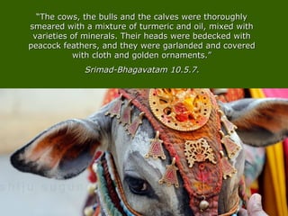 ““The cows, the bulls and the calves were thoroughlyThe cows, the bulls and the calves were thoroughly
smeared with a mixture of turmeric and oil, mixed withsmeared with a mixture of turmeric and oil, mixed with
varieties of minerals. Their heads were bedecked withvarieties of minerals. Their heads were bedecked with
peacock feathers, and they were garlanded and coveredpeacock feathers, and they were garlanded and covered
with cloth and golden ornaments.”with cloth and golden ornaments.”
Srimad-Bhagavatam 10.5.7.Srimad-Bhagavatam 10.5.7.
 