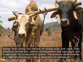Rather than killing the millions of young bulls and oxen, they
should be trained and used for transportation and agriculture and
in particular the production of grains. This practice would function
as a natural alternative to being dependent on petroleum.
 