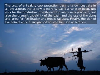 The crux of a healthy cow protection plan is to demonstrate in
all the aspects that a cow is more valuable alive than dead. Not
only for the production of milk and the many milk products, but
also the draught capability of the oxen and the use of the dung
and urine for fertilization and medicinal uses. Finally, the skin of
the animal once it has passed on, can be used as leather.
 