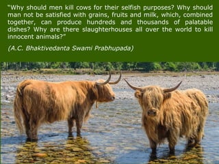 “Why should men kill cows for their selfish purposes? Why should
man not be satisfied with grains, fruits and milk, which, combined
together, can produce hundreds and thousands of palatable
dishes? Why are there slaughterhouses all over the world to kill
innocent animals?”
(A.C. Bhaktivedanta Swami Prabhupada)
 