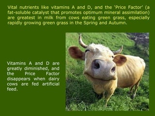 Vital nutrients like vitamins A and D, and the ‘Price Factor’ (a
fat-soluble catalyst that promotes optimum mineral assimilation)
are greatest in milk from cows eating green grass, especially
rapidly growing green grass in the Spring and Autumn.
Vitamins A and D are
greatly diminished, and
the Price Factor
disappears when dairy
cows are fed artificial
feed.
 
