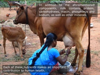 Each of these nutrients makes an important
contribution to human health.
In addition to the aforementioned
components, milk contains protein,
carbohydrates, niacin, phosphorus and
sodium, as well as other minerals.
 