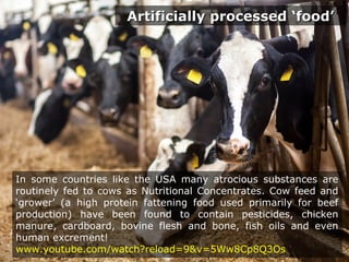 Artificially processed ‘food’Artificially processed ‘food’
In some countries like the USA many atrocious substances are
routinely fed to cows as Nutritional Concentrates. Cow feed and
‘grower’ (a high protein fattening food used primarily for beef
production) have been found to contain pesticides, chicken
manure, cardboard, bovine flesh and bone, fish oils and even
human excrement!
www.youtube.com/watch?reload=9&v=5Ww8Cp8Q3Os
 