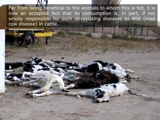 Far from being beneficial to the animals to whom this is fed, it is
now an accepted fact that its consumption is, in part, if not
wholly responsible for such devastating diseases as BSE (mad
cow disease) in cattle.
 