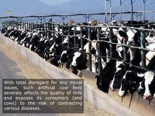 With total disregard for any moral
issues, such artificial cow feed
severely affects the quality of milk
and exposes its consumers (and
cows) to the risk of contracting
various diseases.
 