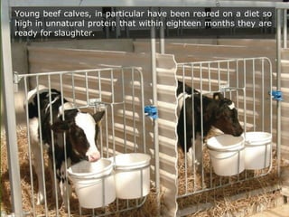 Young beef calves, in particular have been reared on a diet so
high in unnatural protein that within eighteen months they are
ready for slaughter.
 