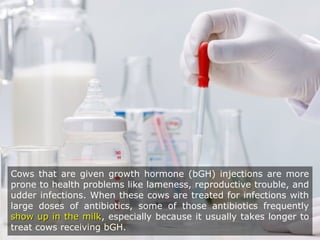 Cows that are given growth hormone (bGH) injections are more
prone to health problems like lameness, reproductive trouble, and
udder infections. When these cows are treated for infections with
large doses of antibiotics, some of those antibiotics frequently
show up in the milkshow up in the milk, especially because it usually takes longer to
treat cows receiving bGH.
 