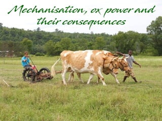 Mechanisation, ox power and
their consequences
 