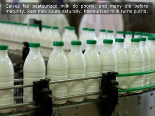 Calves fed pasteurized milk do poorly, and many die before
maturity. Raw milk sours naturally. Pasteurized milk turns putrid.
 