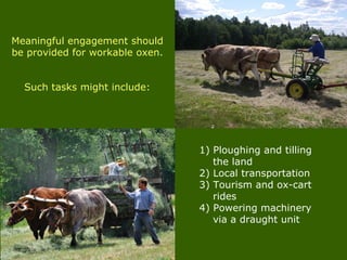 Meaningful engagement should
be provided for workable oxen.
Such tasks might include:
1) Ploughing and tilling
the land
2) Local transportation
3) Tourism and ox-cart
rides
4) Powering machinery
via a draught unit
 
