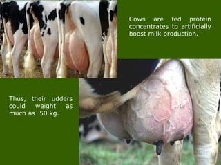 Cows are fed protein
concentrates to artificially
boost milk production.
Thus, their udders
could weight as
much as 50 kg.
 