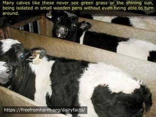 Many calves like these never see green grass or the shining sun,
being isolated in small wooden pens without even being able to turn
around.
https://freefromharm.org/dairyfacts/
 