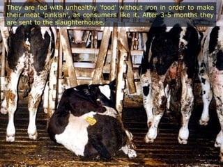 They are fed with unhealthy 'food' without iron in order to make
their meat 'pinkish', as consumers like it. After 3-5 months they
are sent to the slaughterhouse.
 