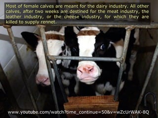 Most of female calves are meant for the dairy industry. All otherMost of female calves are meant for the dairy industry. All other
calves, after two weeks are destined for the meat industry, thecalves, after two weeks are destined for the meat industry, the
leather industry, or the cheese industry, for which they areleather industry, or the cheese industry, for which they are
killed to supply rennet.killed to supply rennet.
www.youtube.com/watch?time_continue=50&v=wZcUrWAK-8Q
 