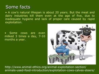 • A cow's natural lifespan is about 20 years. But the meat and
dairy industries kill them even at the age of five, due to
inadequate hygiene and lack of proper care caused by rapid
exploitation.
Some factsSome facts
• Some cows are even
milked 3 times a day, 7-10
months a year.
http://www.animal-ethics.org/animal-exploitation-section/
animals-used-food-introduction/exploitation-cows-calves-steers/
 