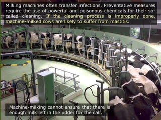 Milking machines often transfer infections. Preventative measures
require the use of powerful and poisonous chemicals for their so-
called cleaning. If the cleaning process is improperly done,
machine-milked cows are likely to suffer from mastitis.
Machine-milking cannot ensure that there is
enough milk left in the udder for the calf.
 